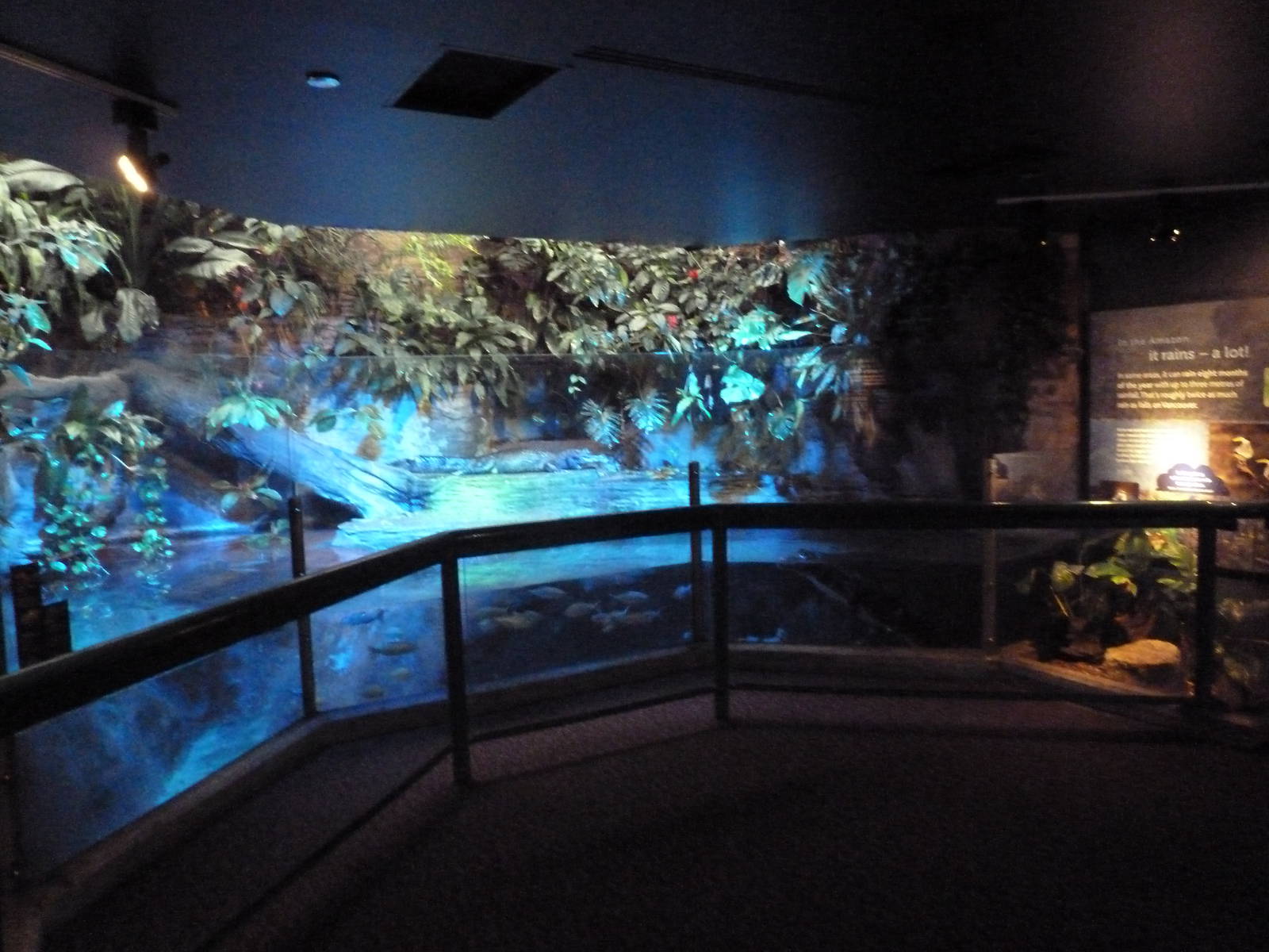 Amazon Gallery - Caiman Exhibit