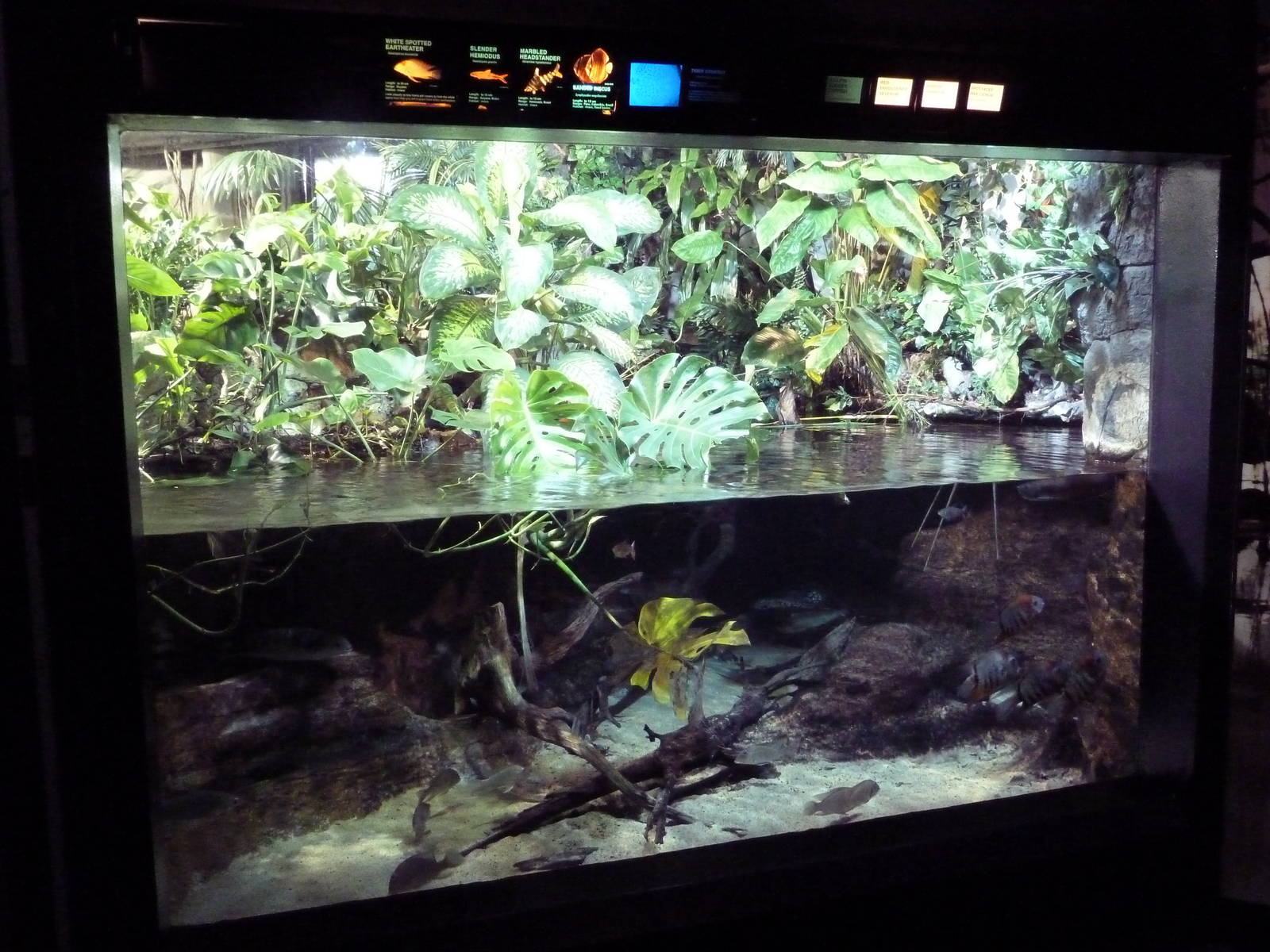 Amazon Gallery - Mixed-Species Tank