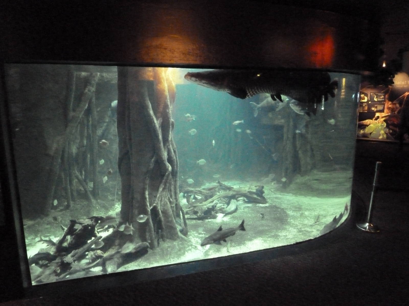 Amazon Gallery - Mixed-Species Tank