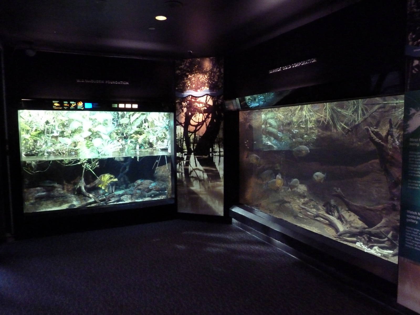 Amazon Gallery - Piranha + Mixed-Species Tanks