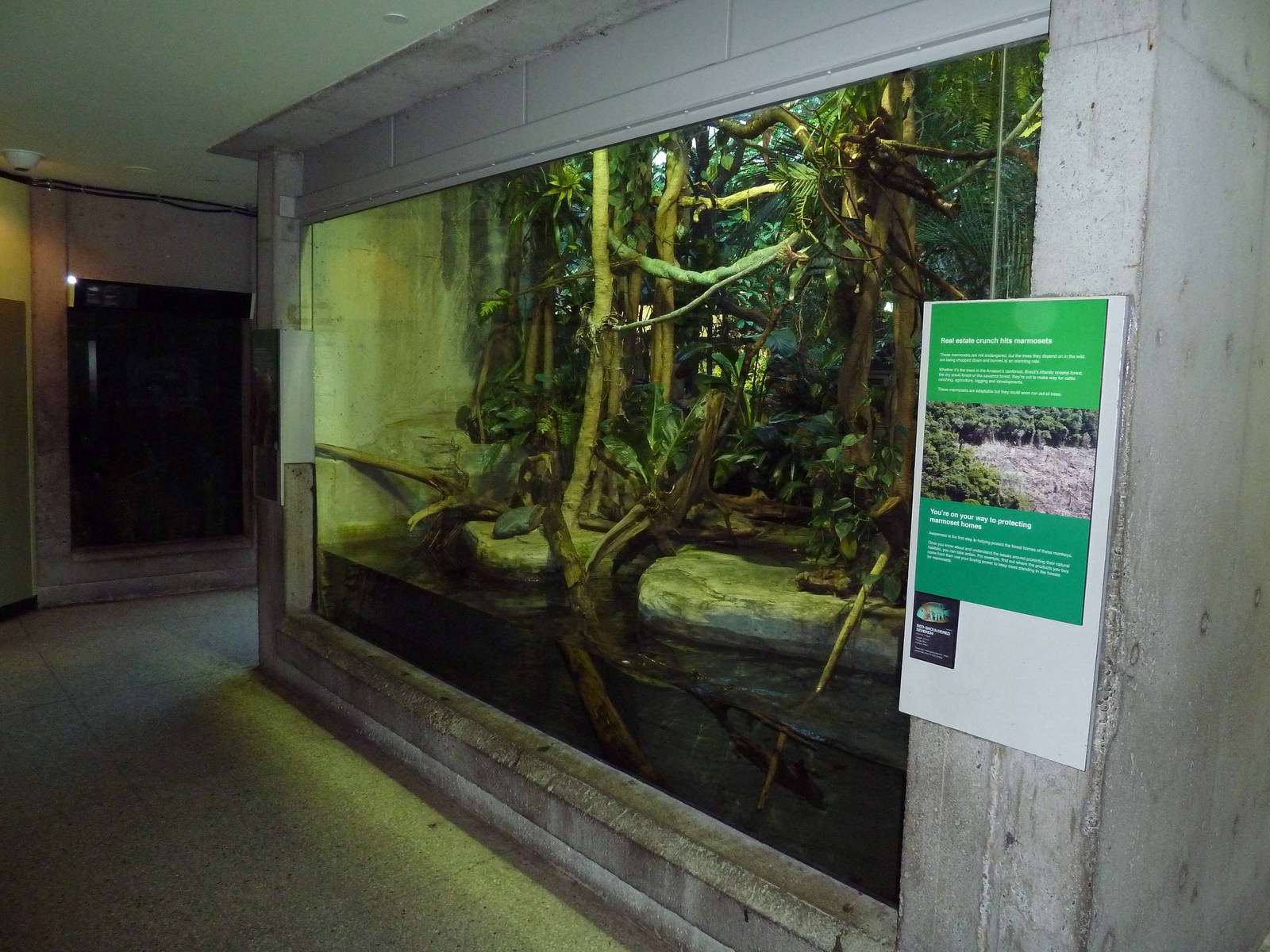 Amazon Gallery - Pygmy Marmoset/Red Shouldered Severem Exhibit