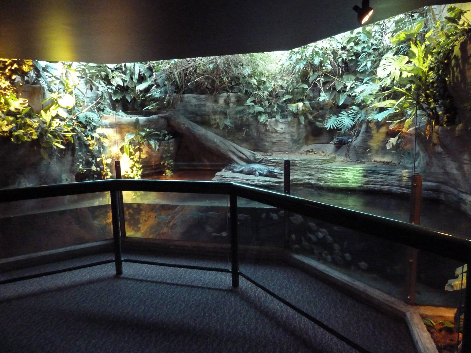 Amazon Gallery - Yacare Caiman Exhibit