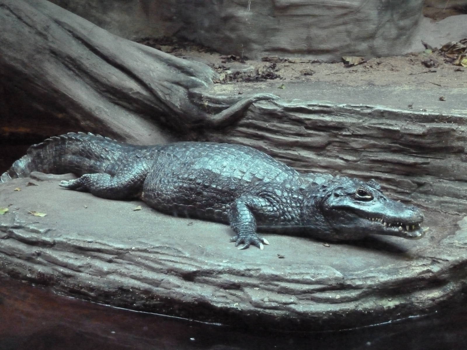 Amazon Gallery - Yacare Caiman