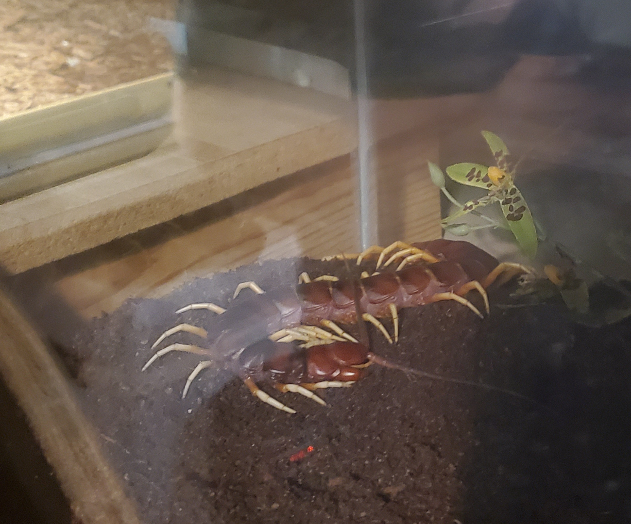 Amazon Giant Centipede - Goldfield Ghost Town & Mines (2020)