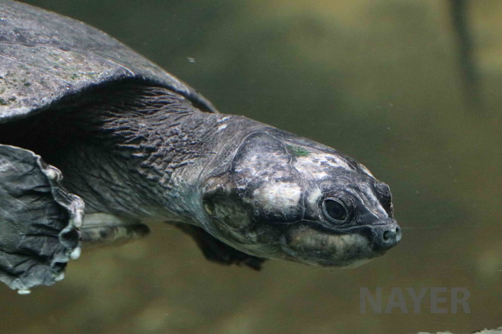 Amazon giant river turtle, April 2016