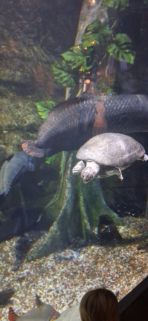 Amazon giant river turtle swims by the glass