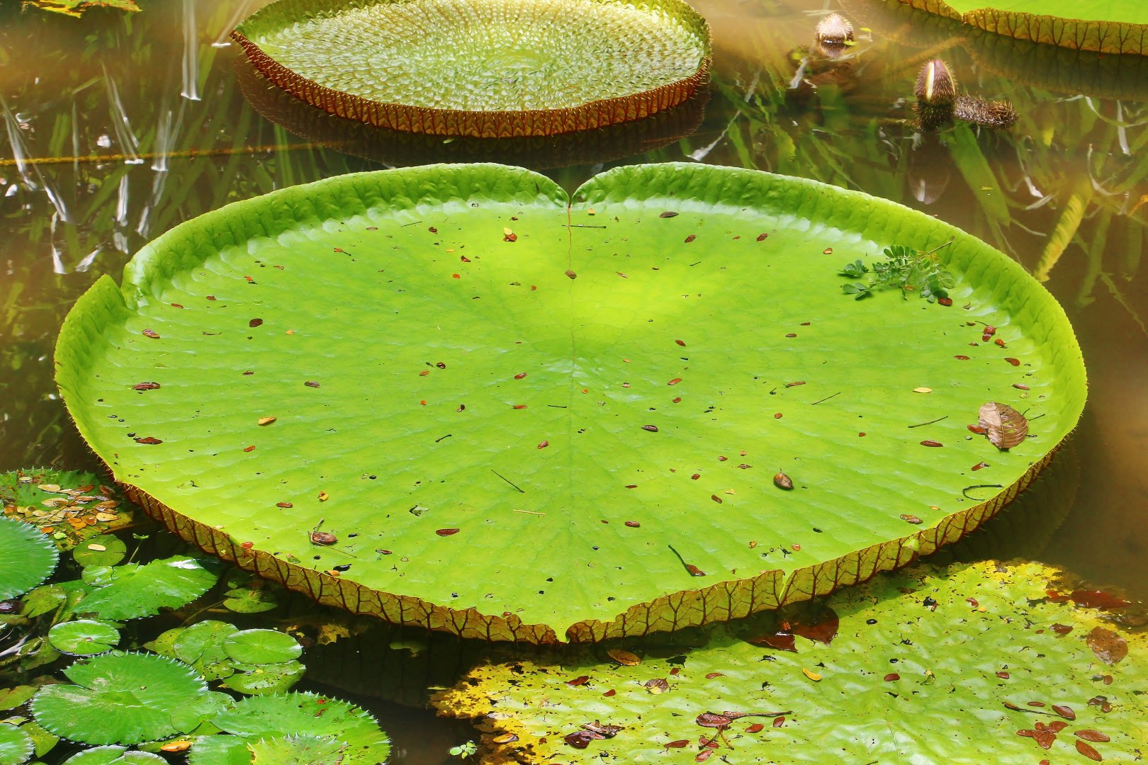 Amazon Giant Water Lily