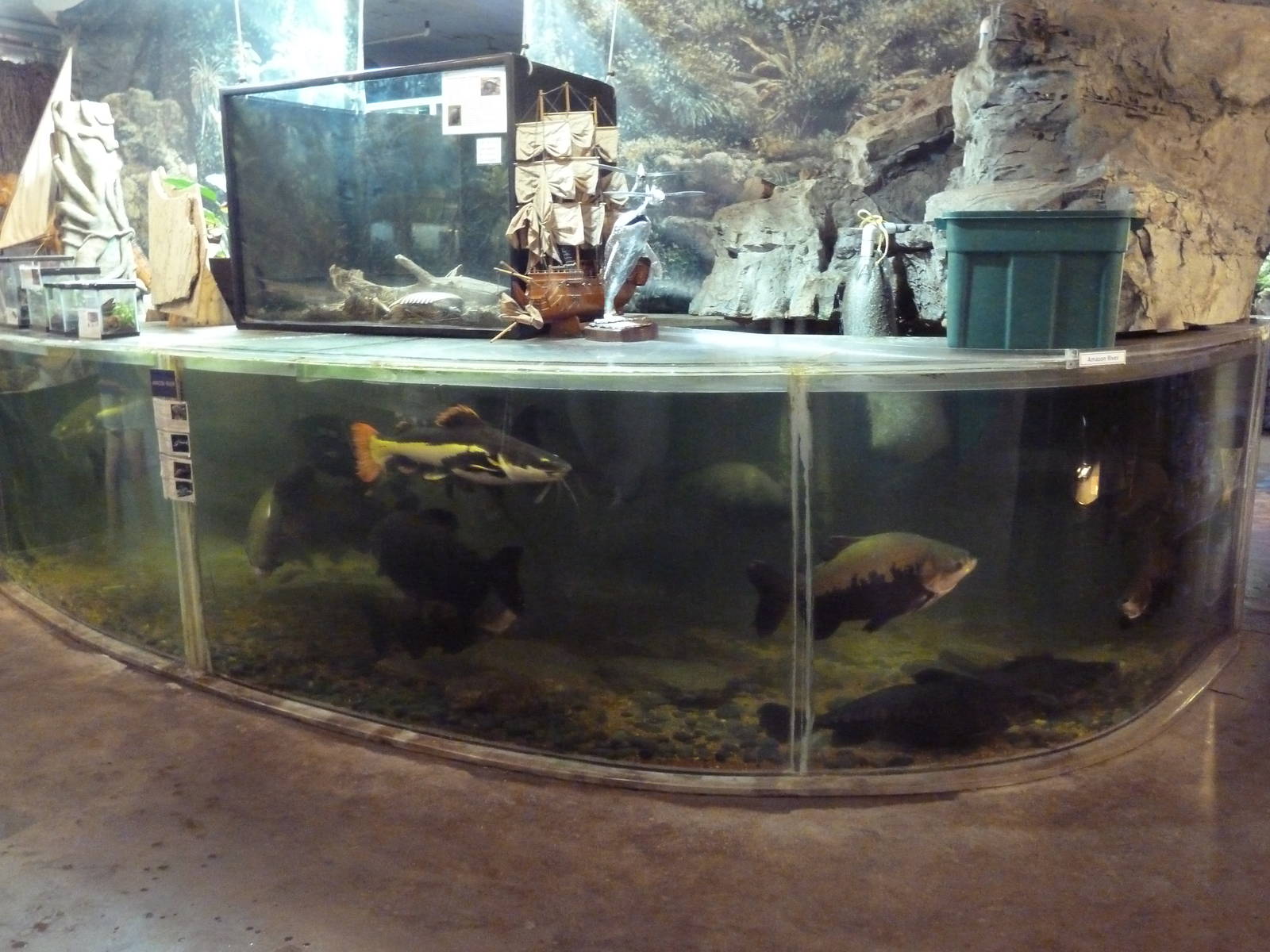 Amazon Giants Tank + Random Terrariums