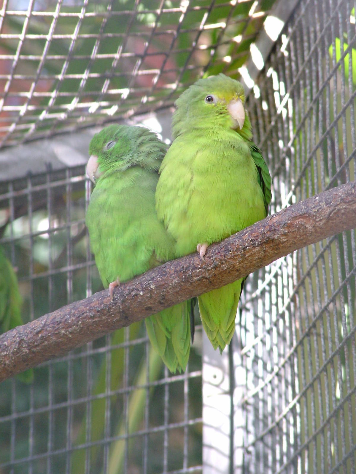 Amazon Green-rumped Parrotlet at Loro Parque, 08/11/10