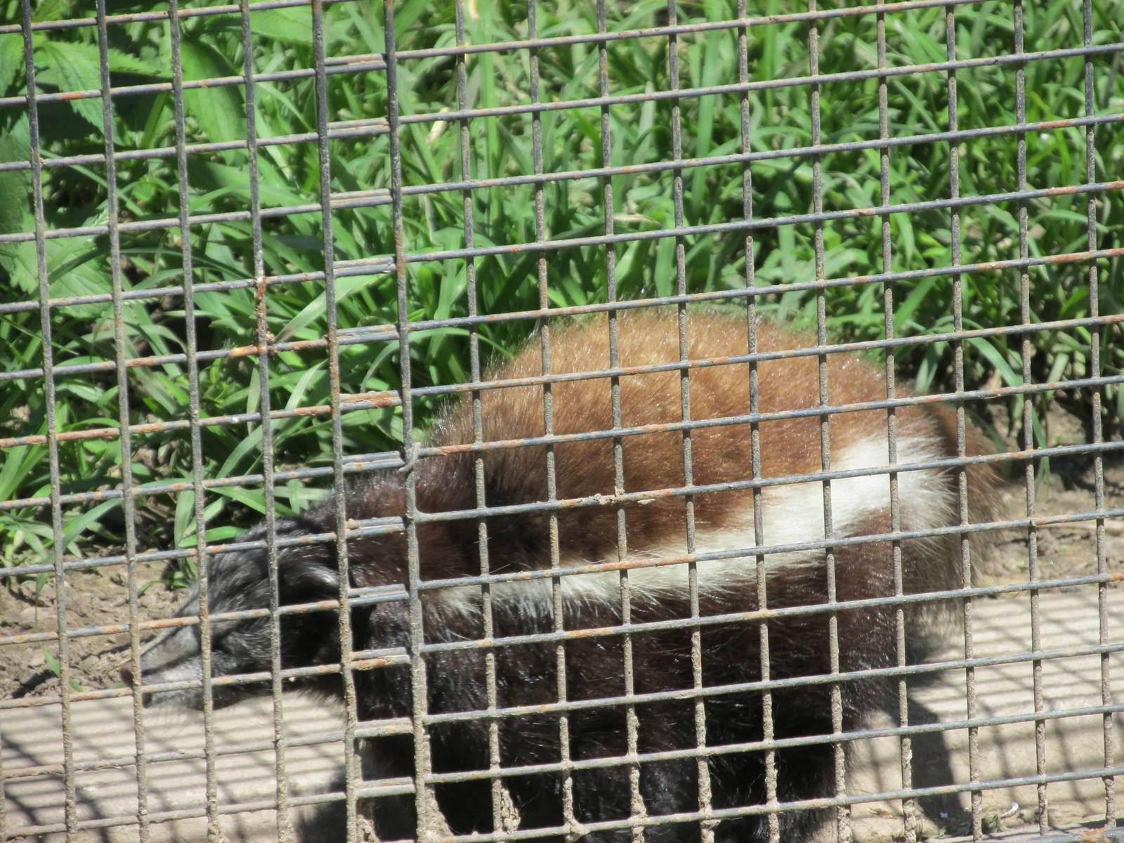 amazon hog nosed skunk