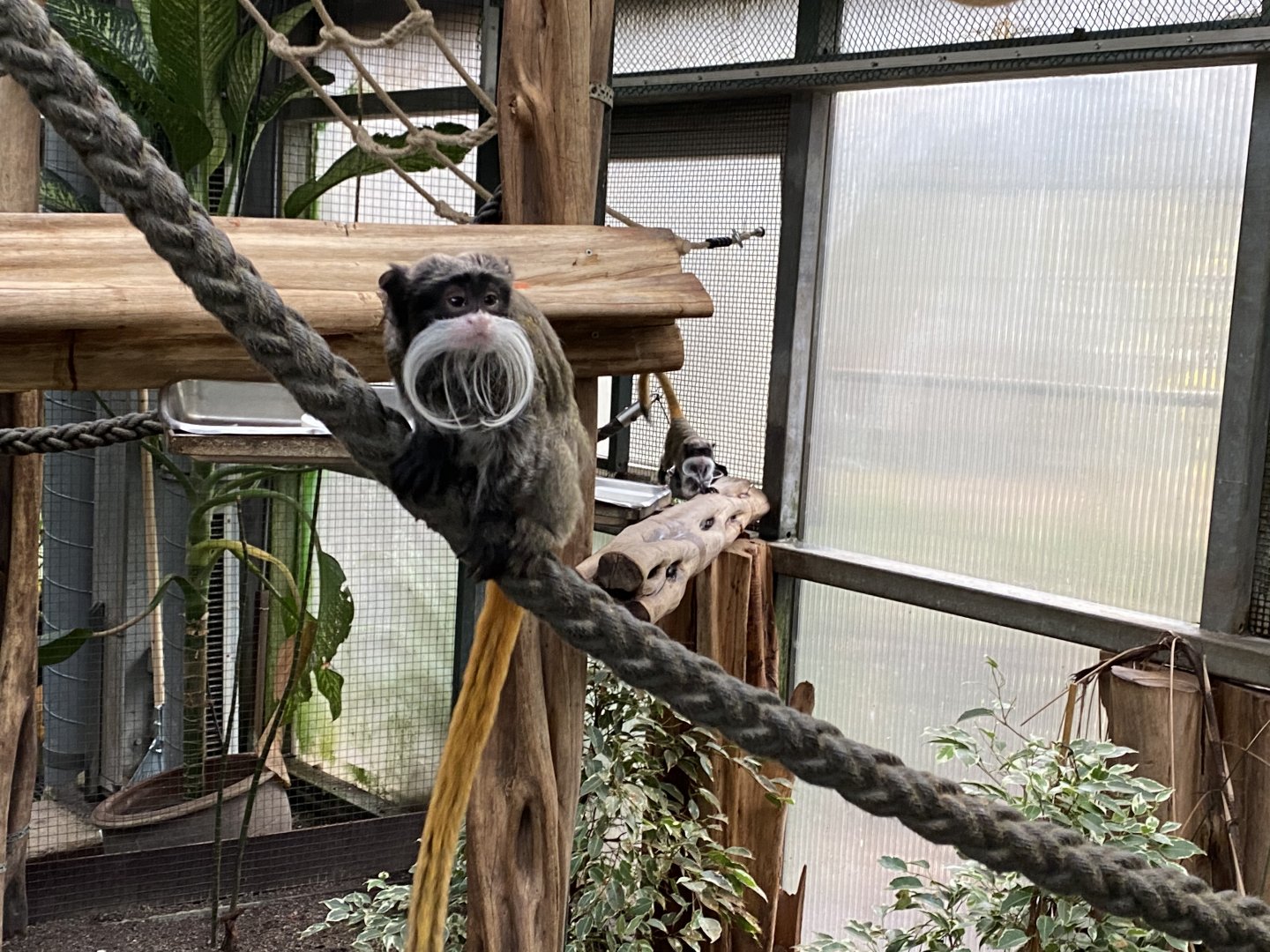 Amazon House - Emperor tamarin 021219