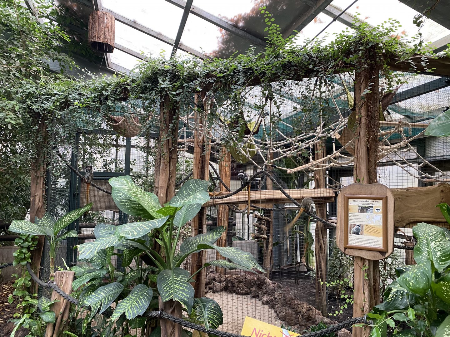 Amazon House - Emperor tamarin exhibit 021219
