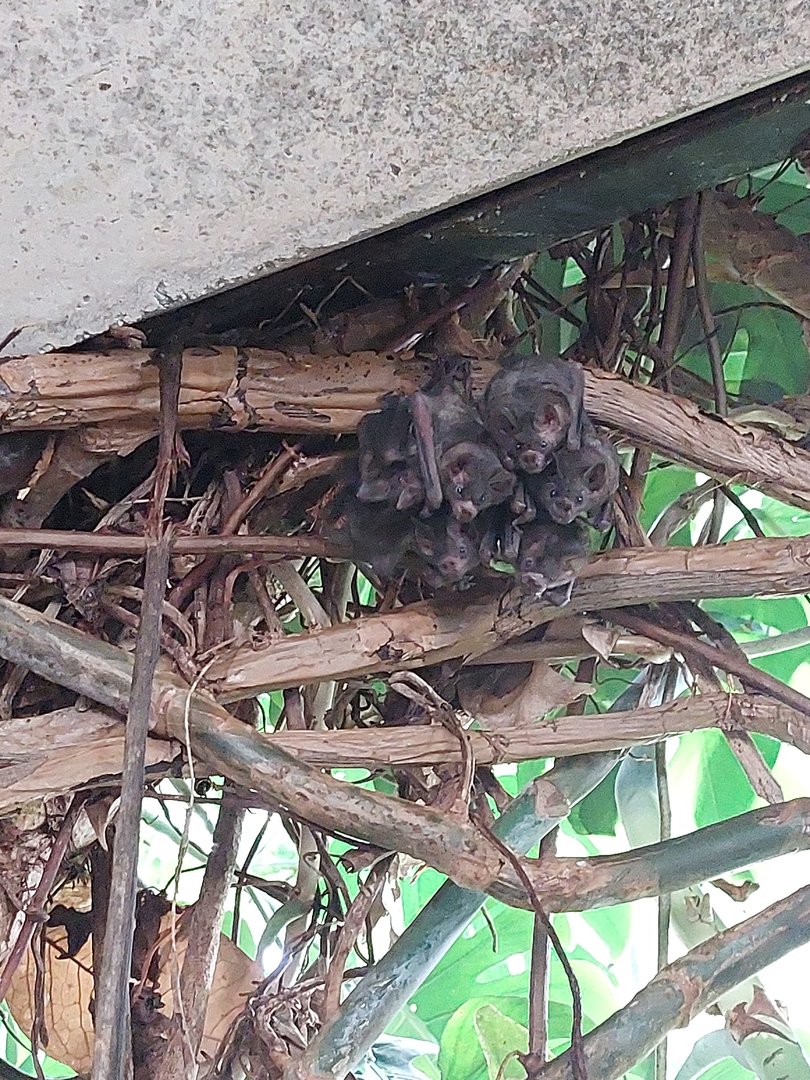 Amazon house - free-flying Seba's short tailed bats