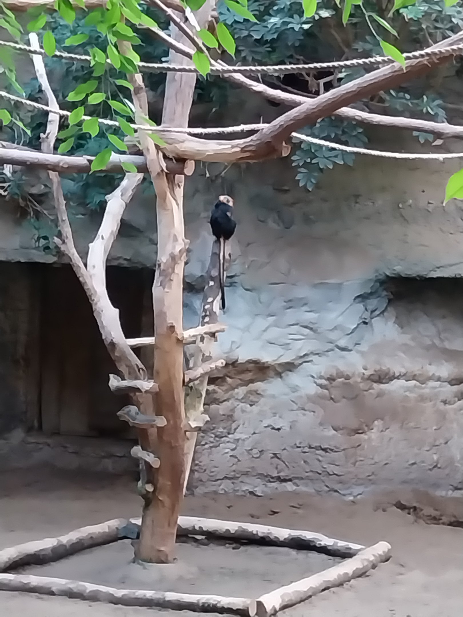 Amazon House - Golden-headed Lion Tamarin (Leonthipitecus chrysomelas)