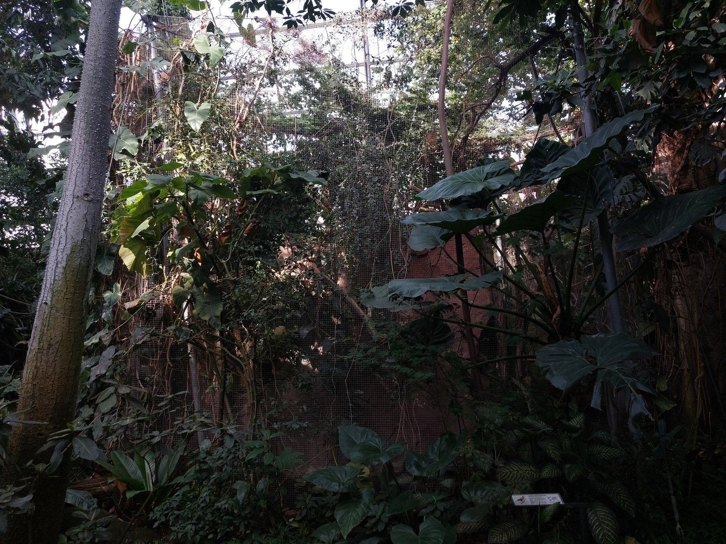 Amazon house - Green oropendola aviary