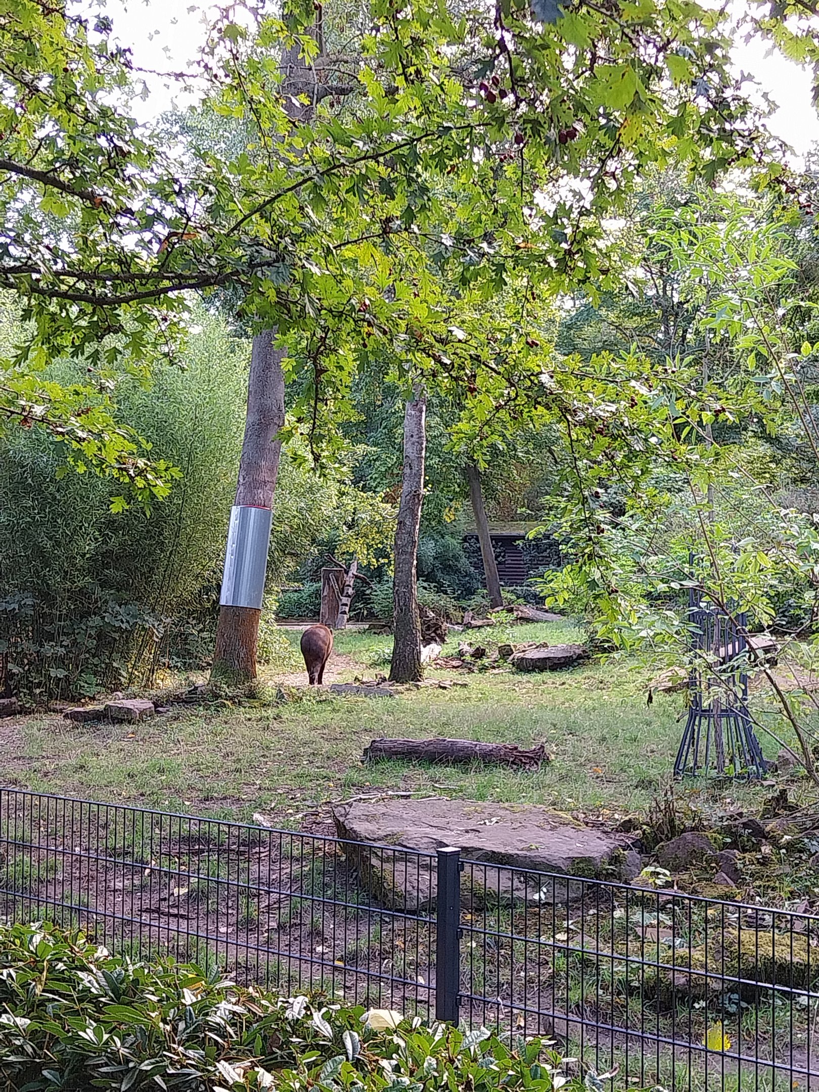 Amazon House - Lowland Tapir (Tapirus terrestris)