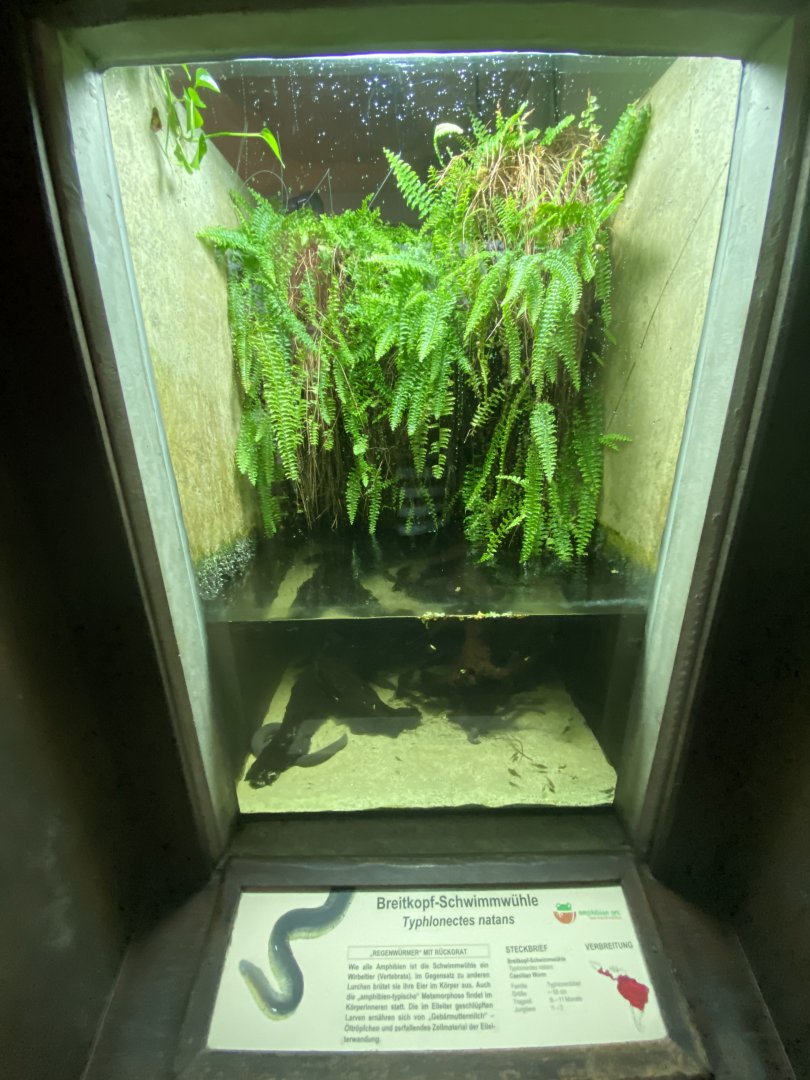 Amazon House - Rio Cauca caecilian exhibit 021219