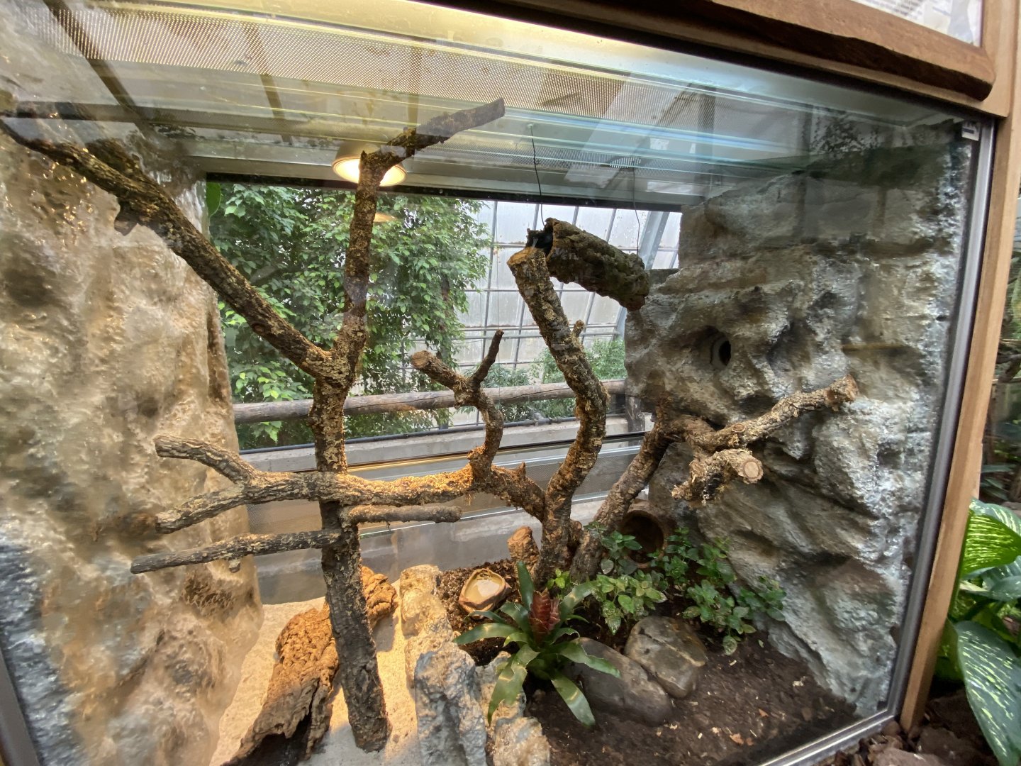 Amazon House - Short-tailed opossum exhibit 021219