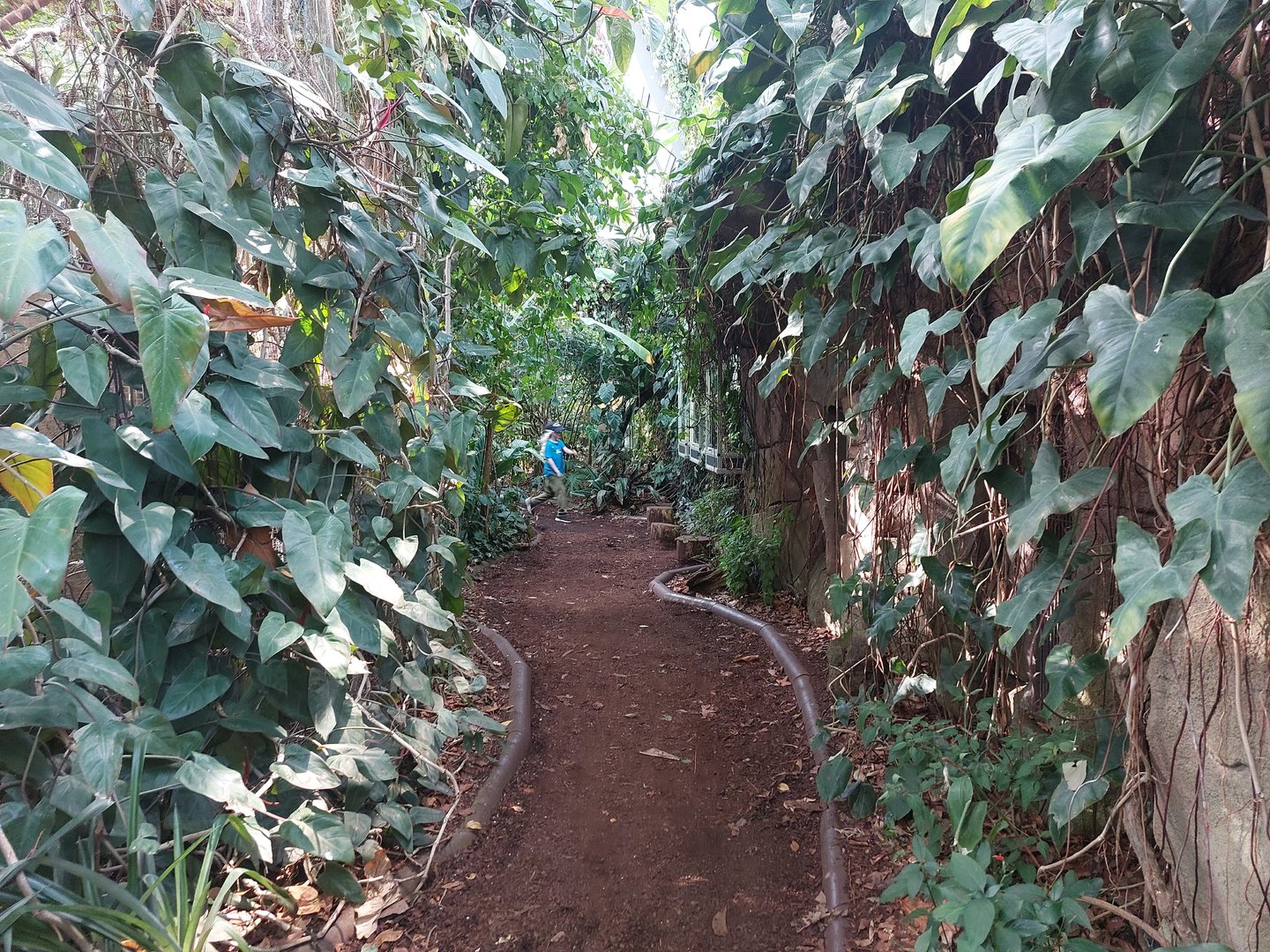 Amazon house - Upper pathway with terraria