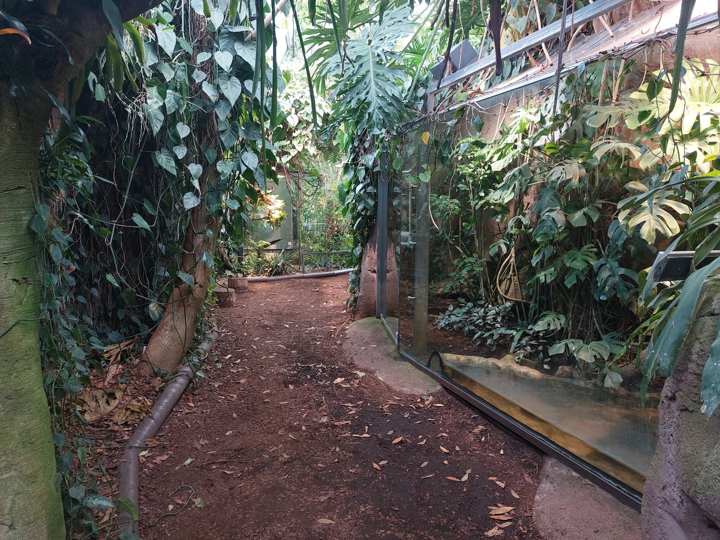 Amazon house - upper pathway with terraria