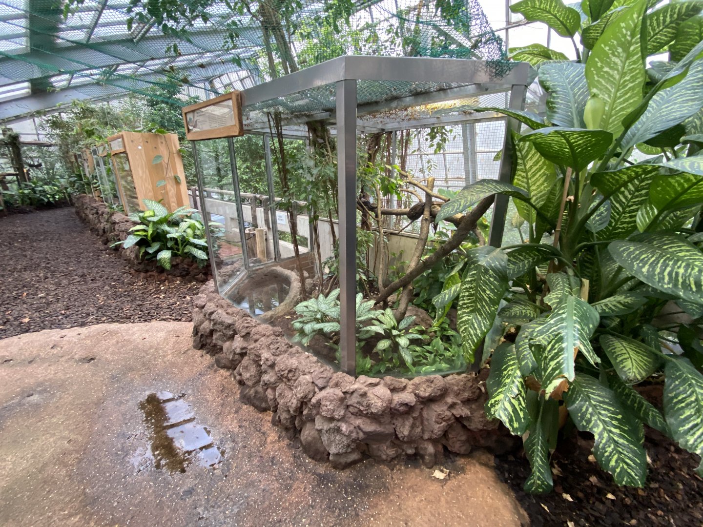 Amazon House - vivaria 021219