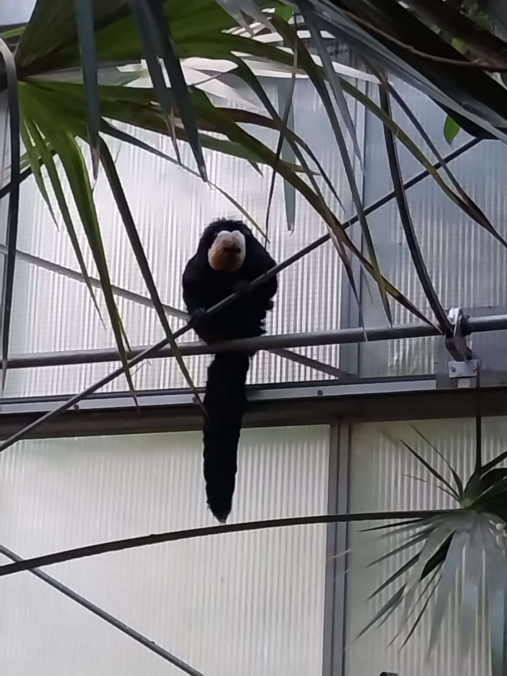 Amazon House - White-faced Saki (Pithecia pithecia)