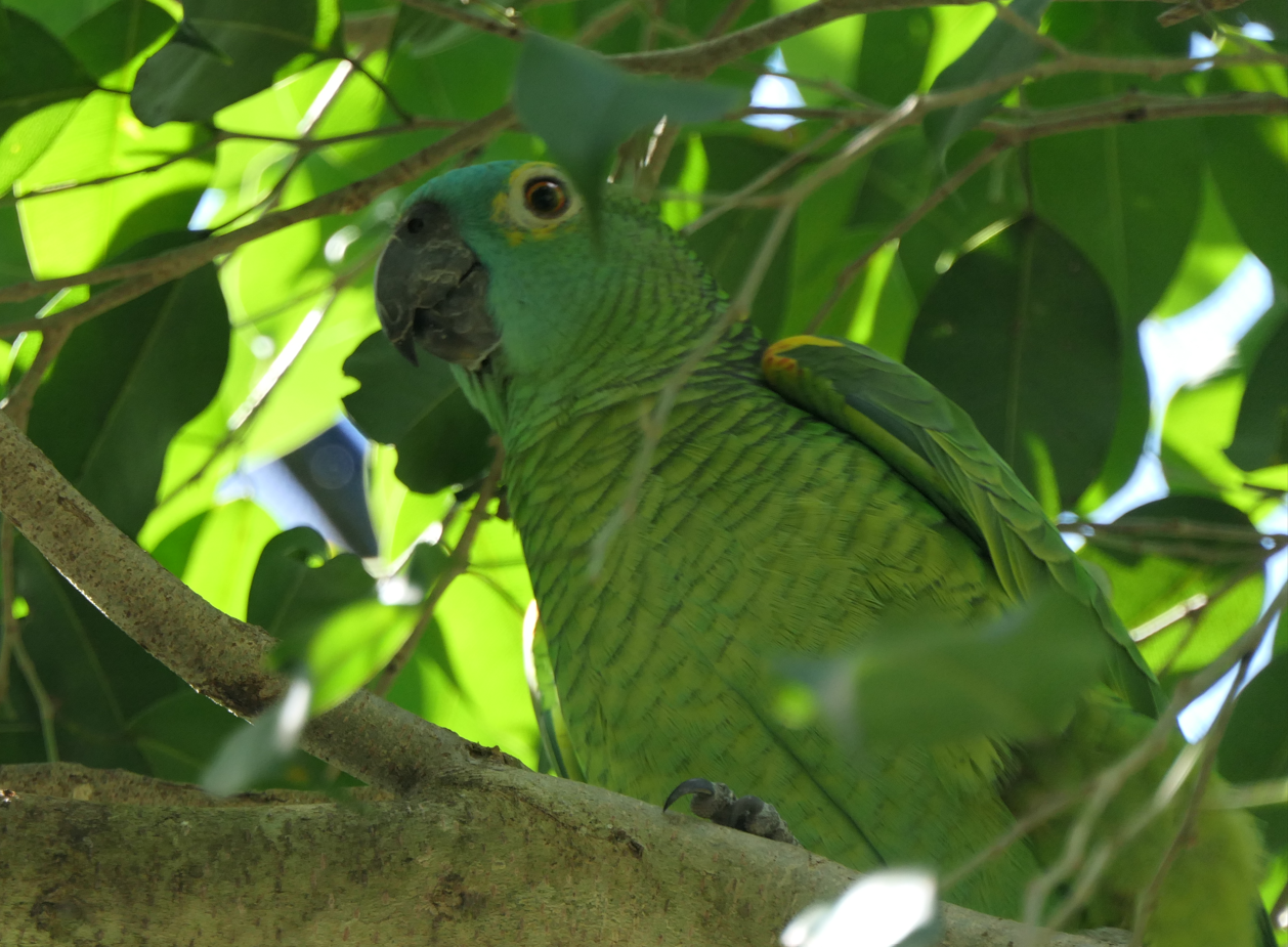 Amazon ID - Birdworld Kuranda