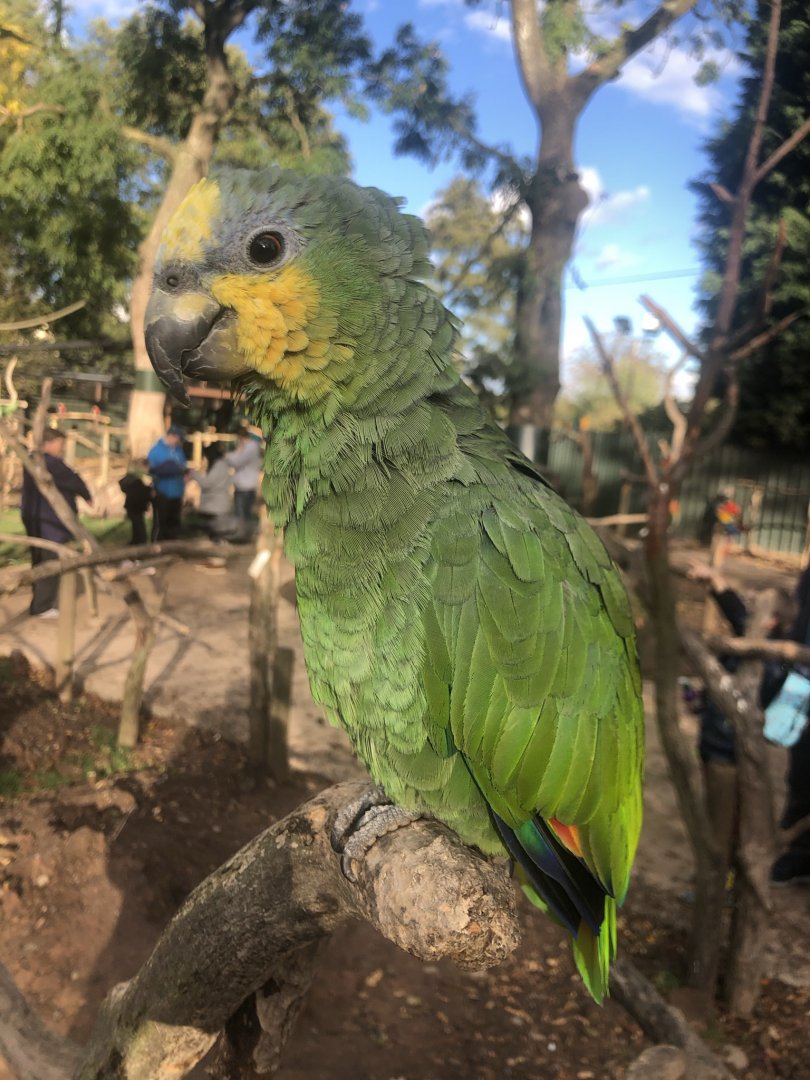 Amazon ID - Tropical Birdland