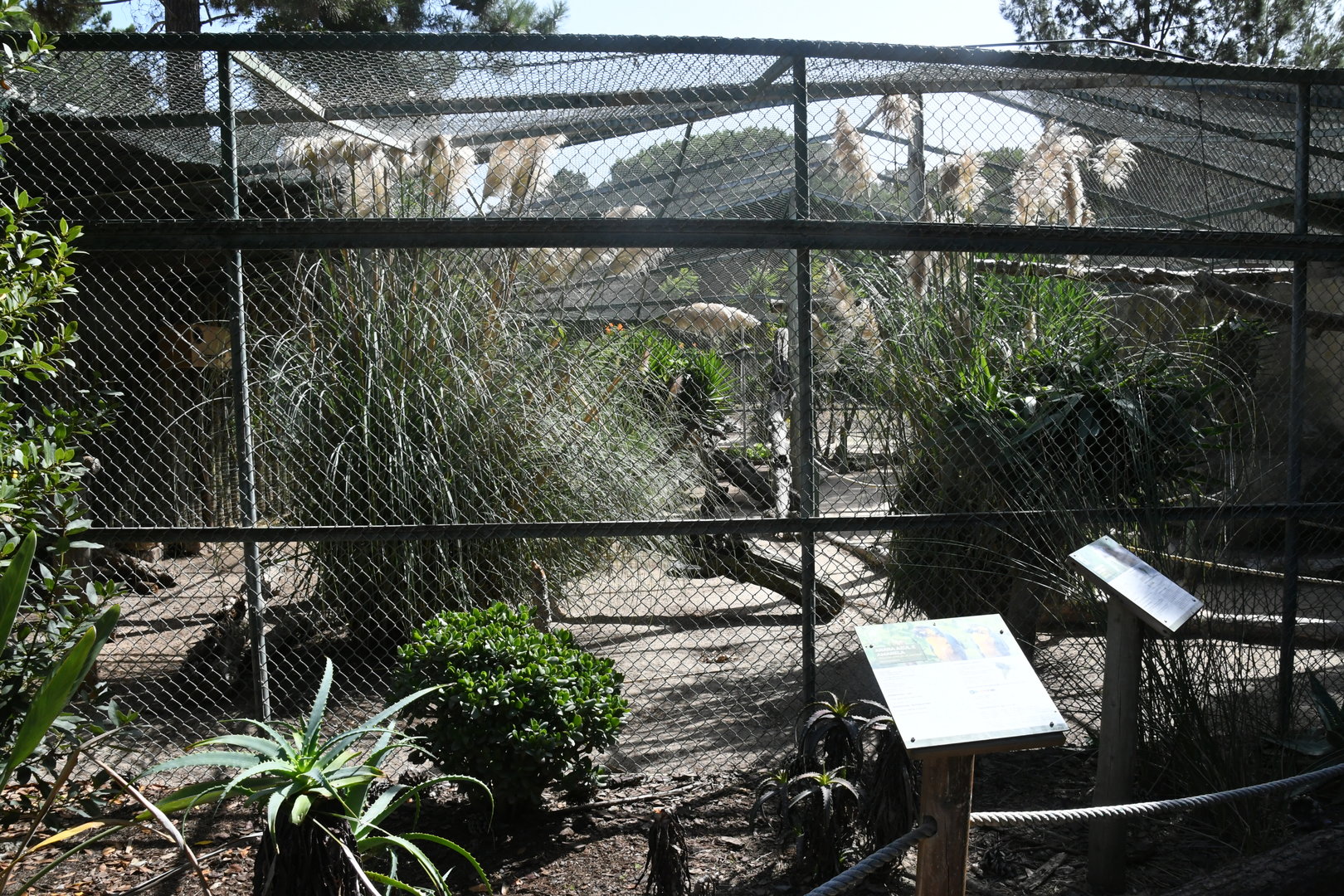 Amazon Jungle Aviary (Blue-and-yellow and Green-winged Macaws, Greater Curassows, Guineapigs)
