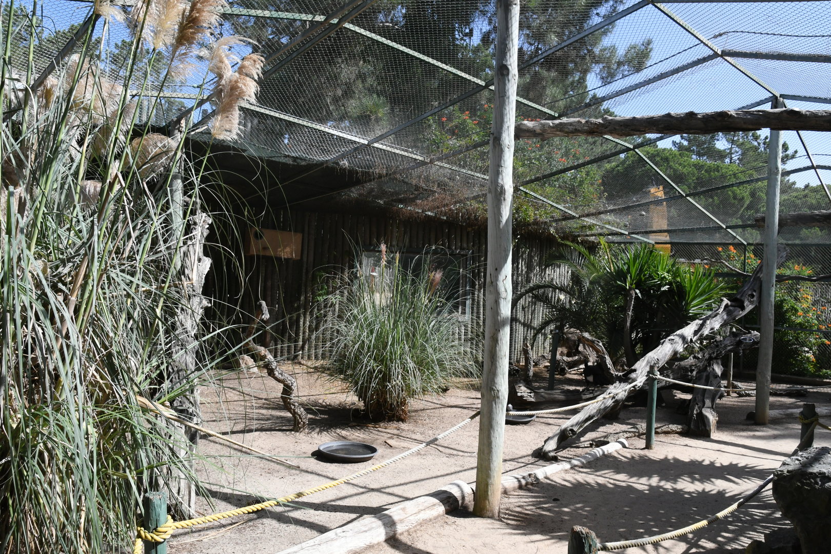 Amazon Jungle Aviary (Blue-and-yellow and Green-winged Macaws, Greater Curassows, Guineapigs)