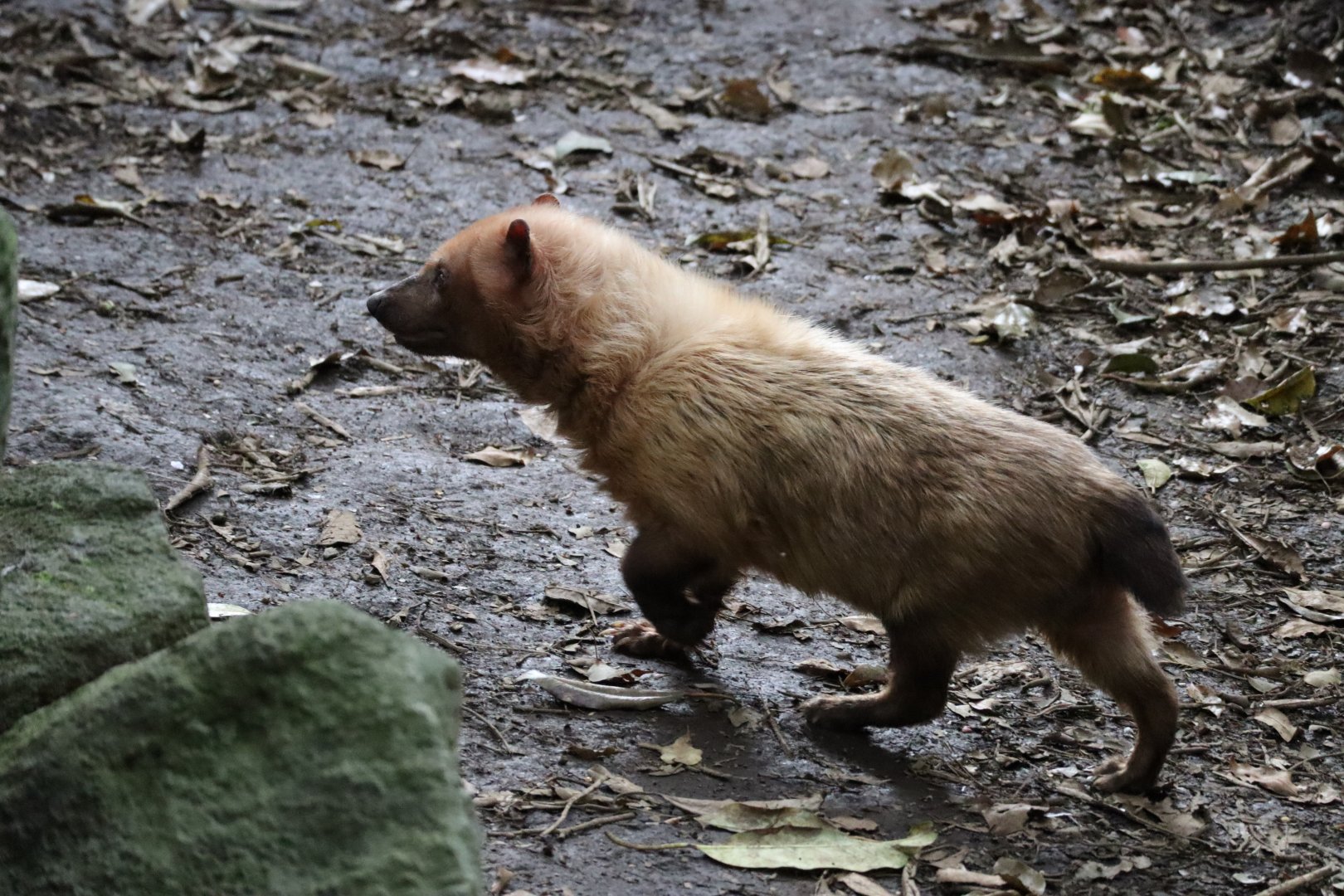 Amazon jungle - bush dog