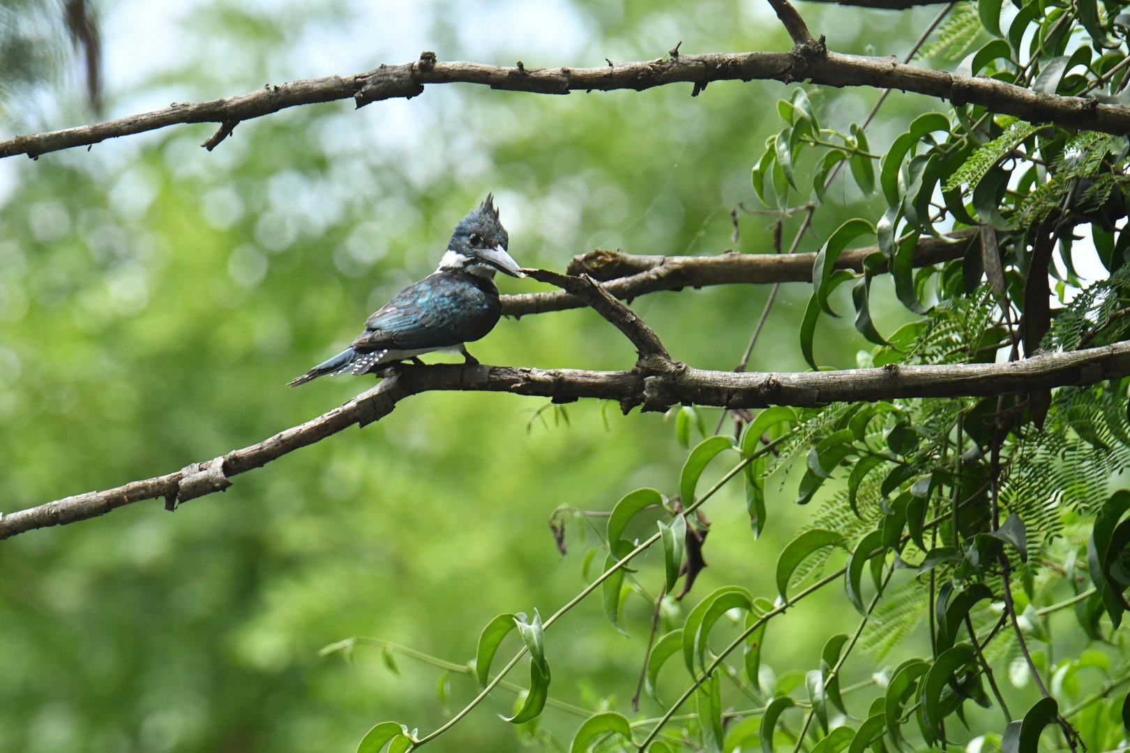 Amazon Kingfisher (Chloroceryle amazona)