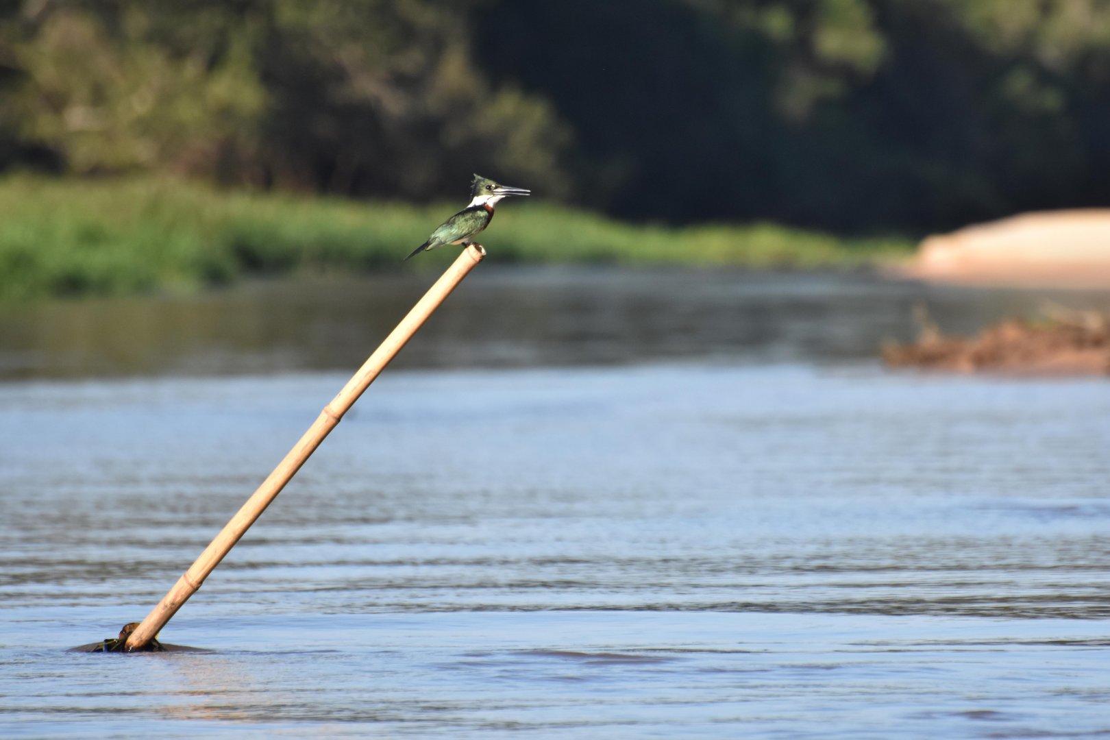 Amazon Kingfisher (Chloroceryle amazona)