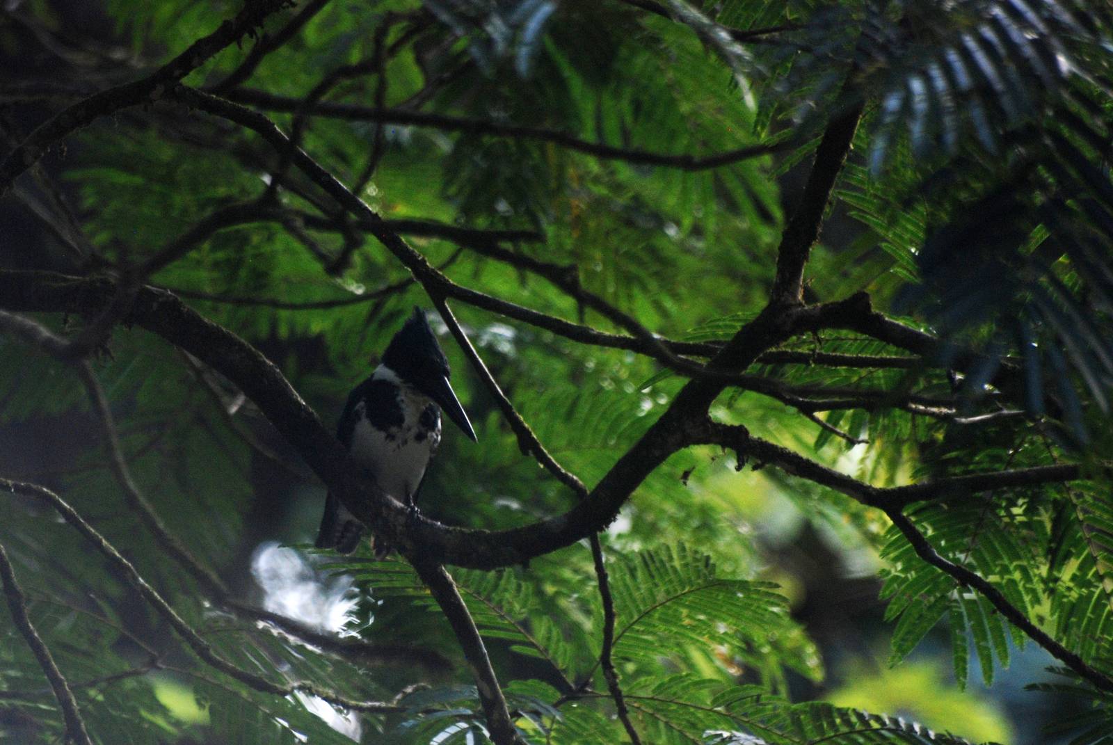 Amazon Kingfisher in Tortuguero, 13/04/14