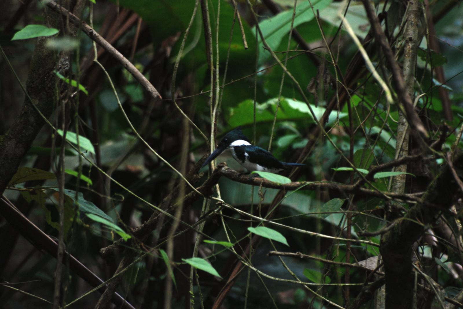 Amazon Kingfisher in Tortuguero, 15/04/14