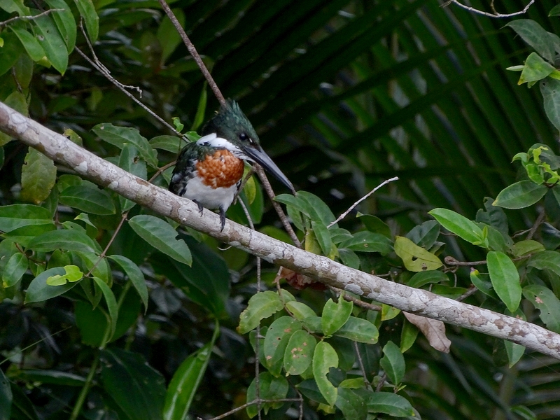 Amazon kingfisher (male)
