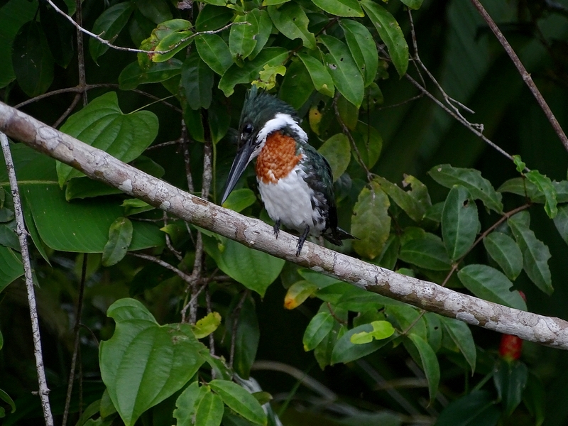 Amazon kingfisher (male)