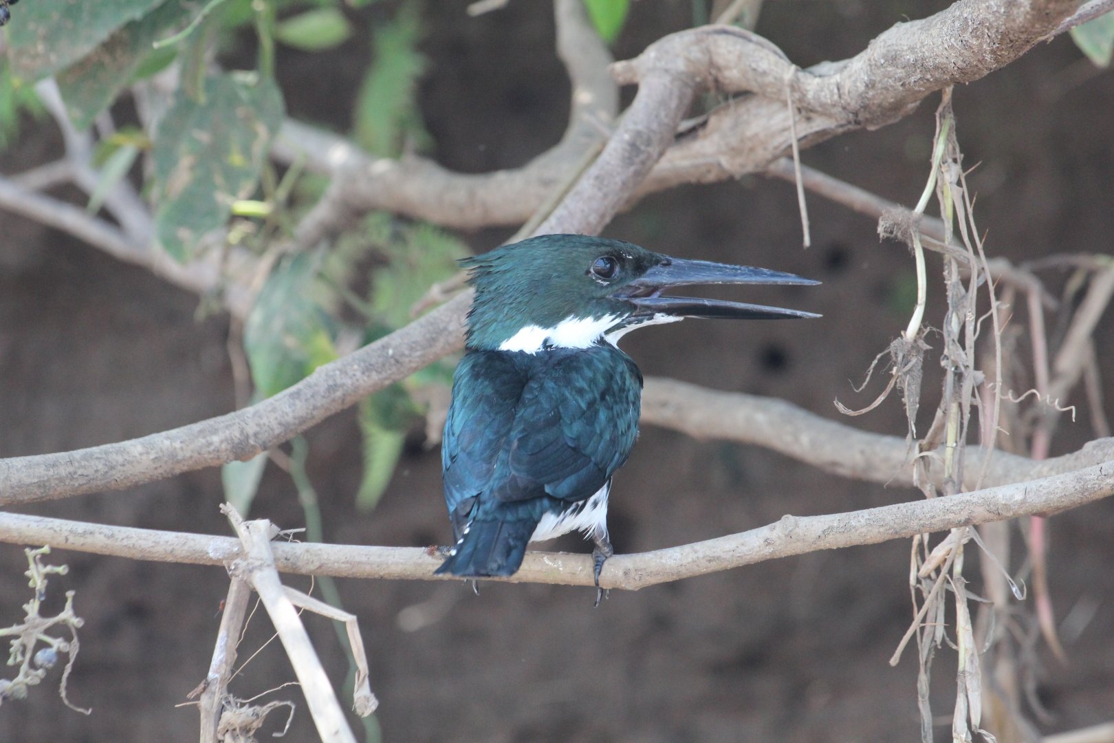 Amazon Kingfisher