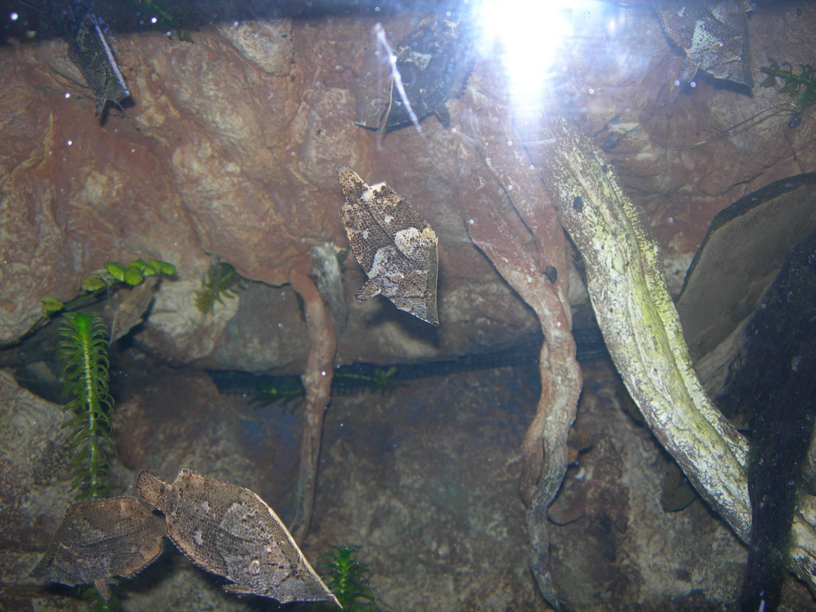 Amazon Leaf Fish