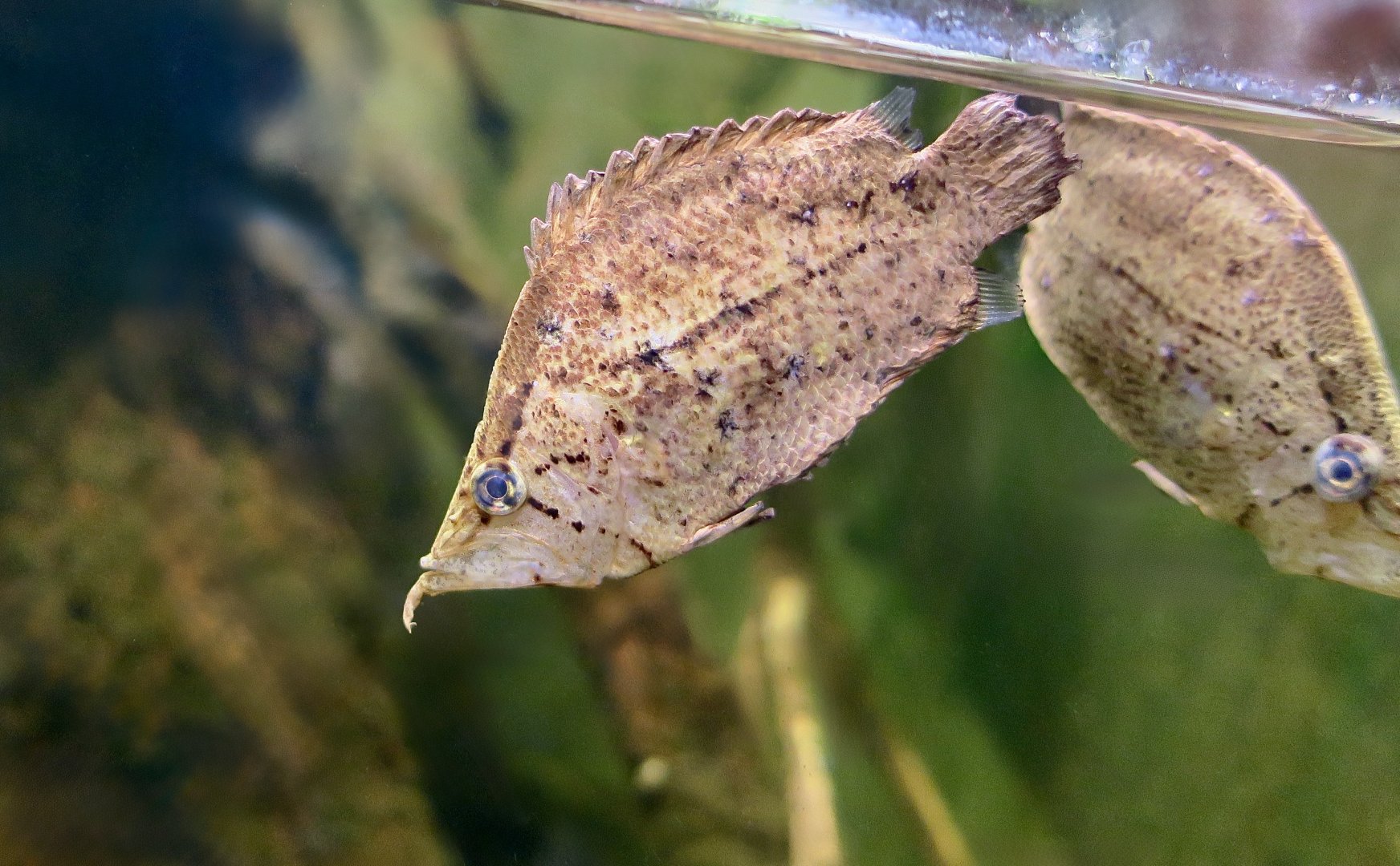 Amazon Leaffish (Monocirrhus polyacanthus) - Xpark