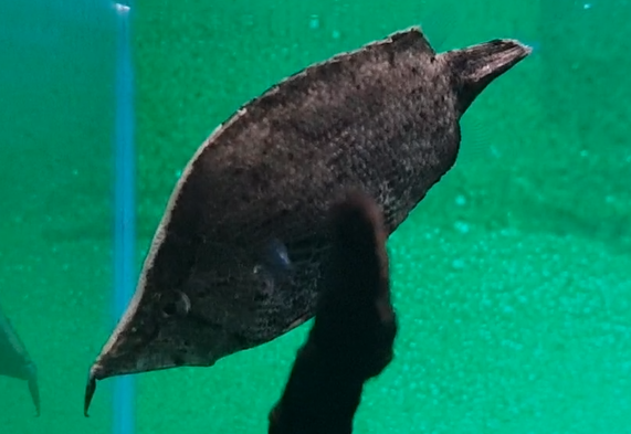 Amazon leaffish - Monocirrhus polyacanthus