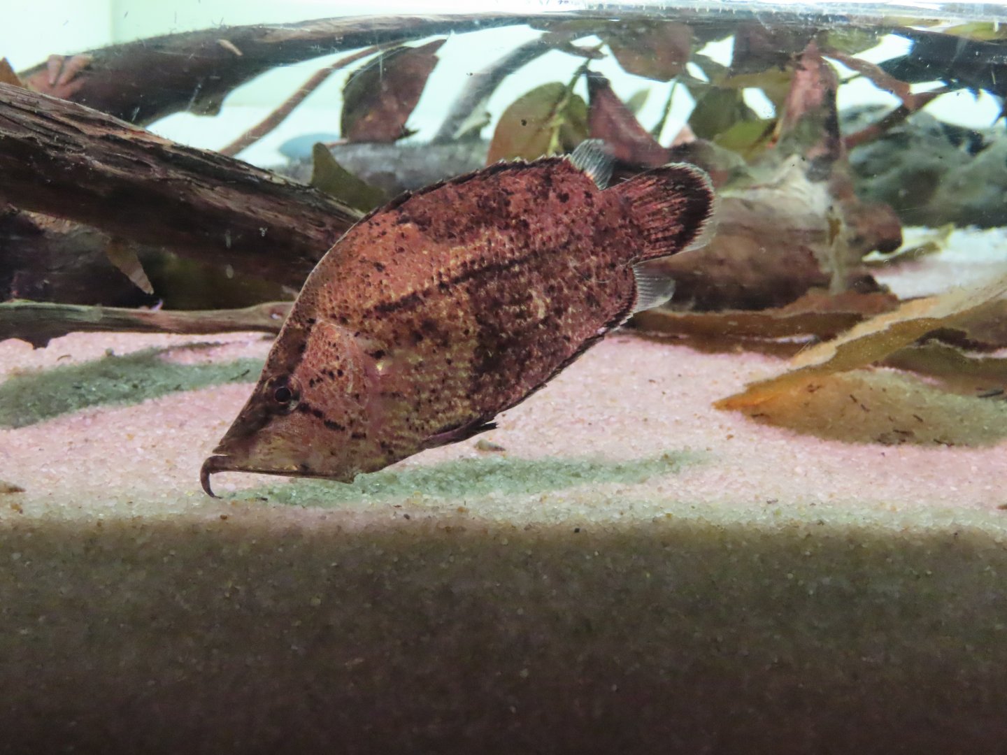 Amazon leaffish (Monocirrhus polyacanthus)