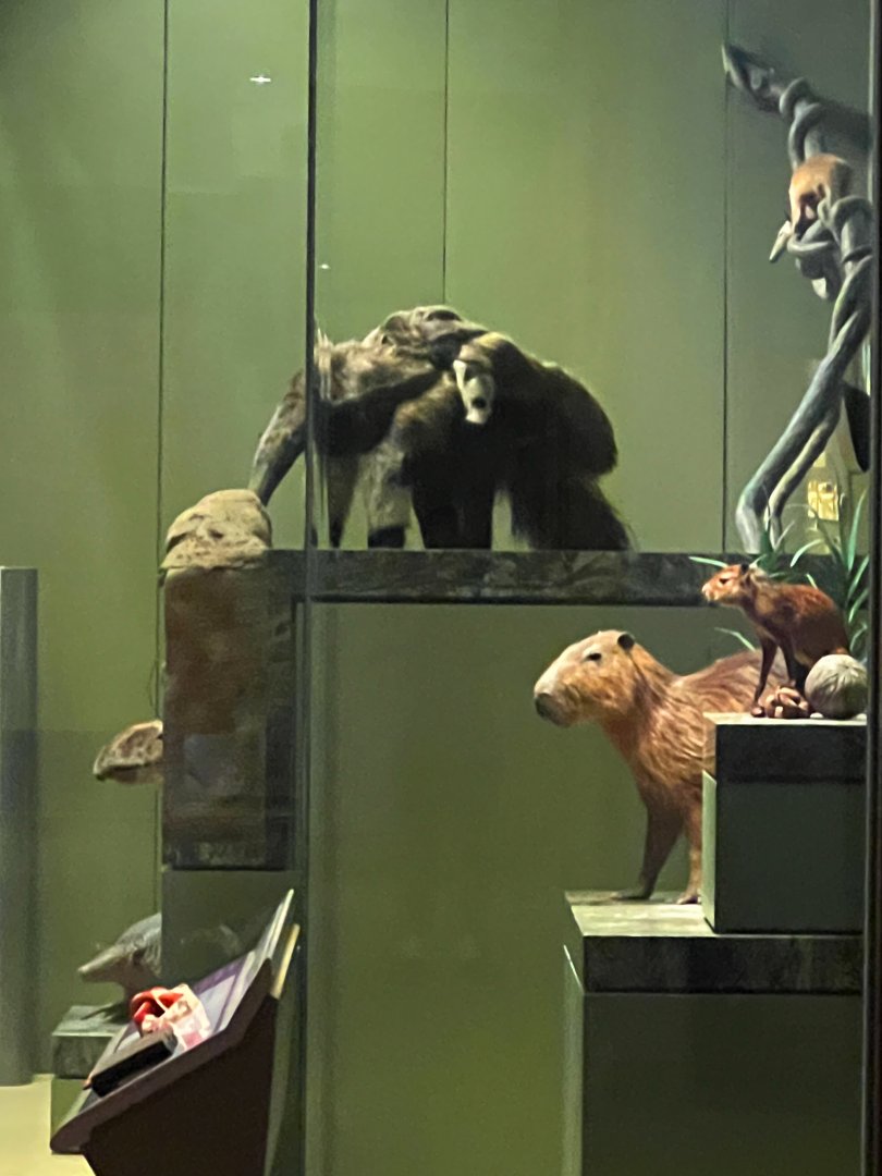 Amazon Mammals