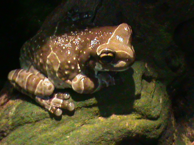 amazon milk frog 041211