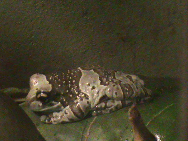 amazon milk frog 100711