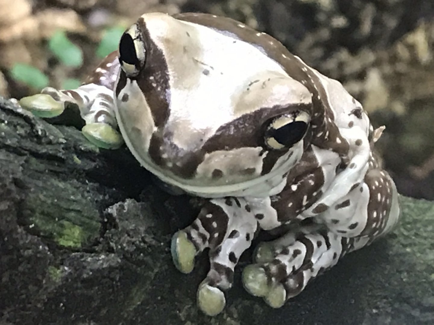 Amazon milk frog 130719
