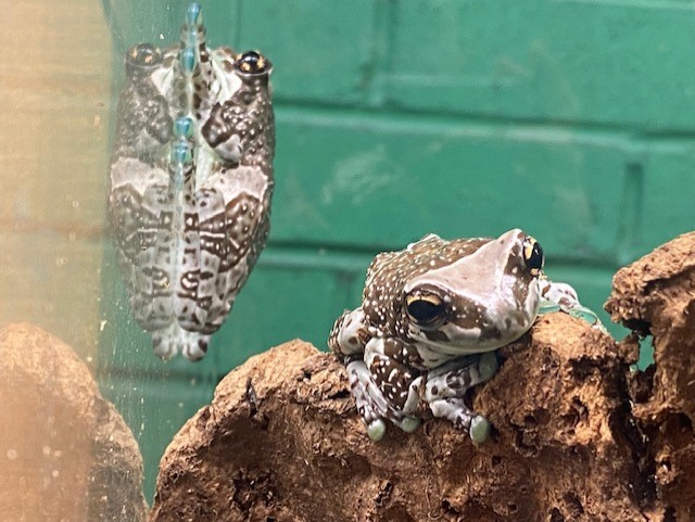 Amazon milk frog 200922