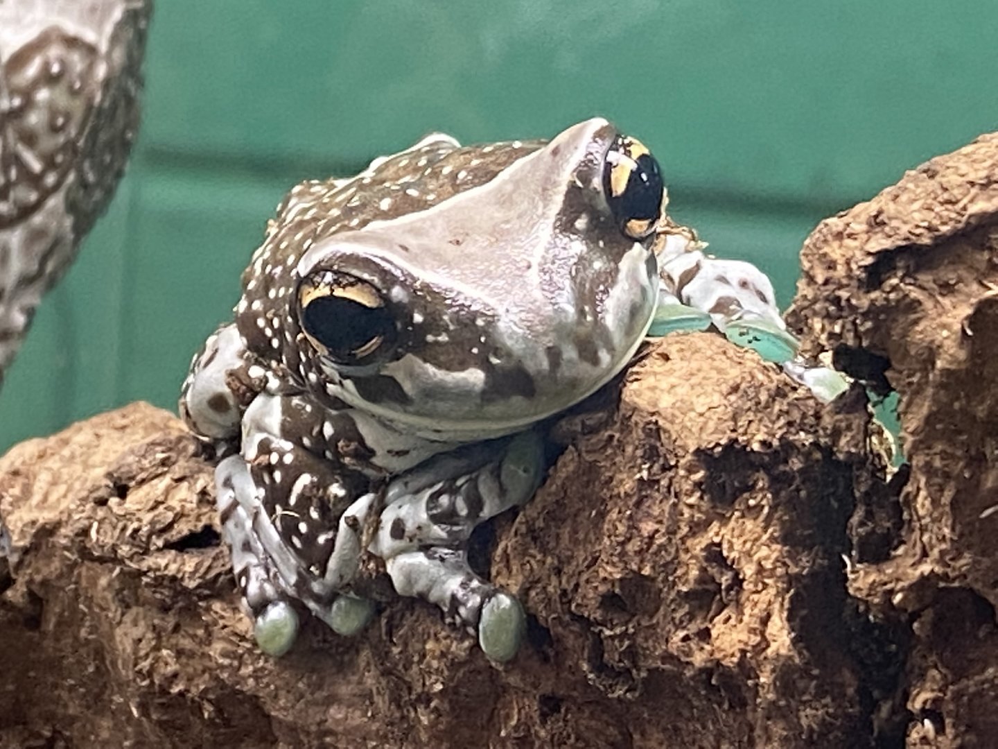 Amazon milk frog 200922