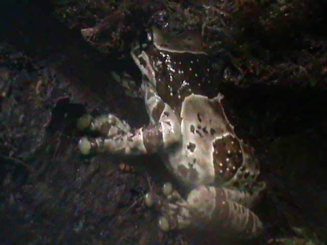 amazon milk frog 241010