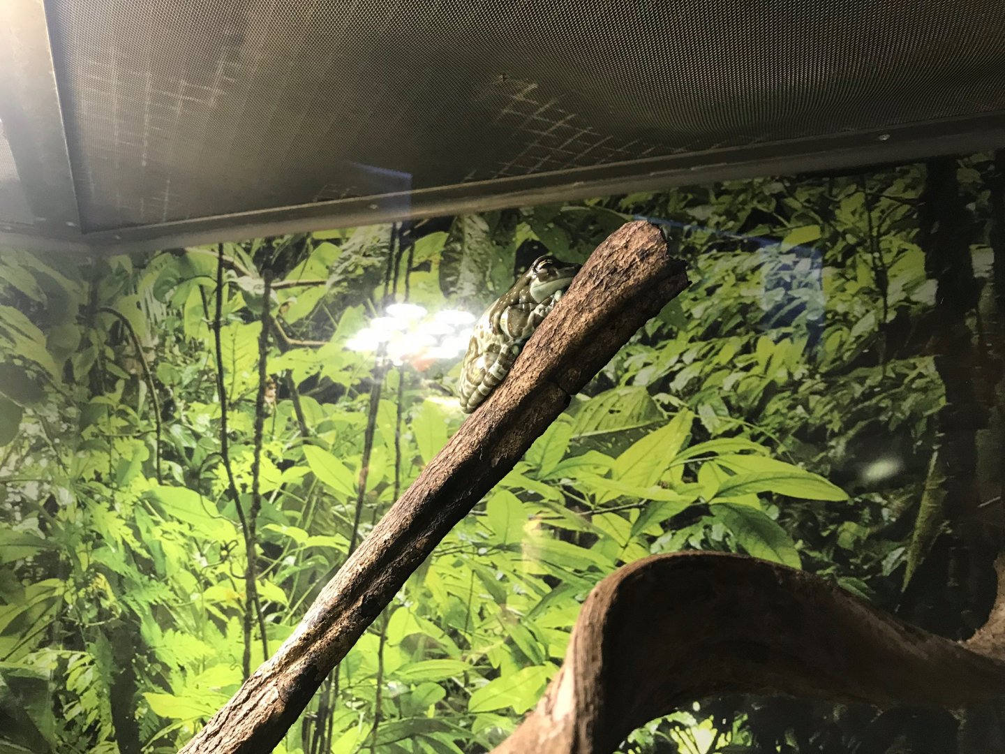 Amazon milk frog 270118